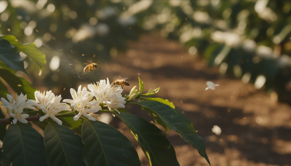 De invloed van windbestuiving bij Robusta-planten